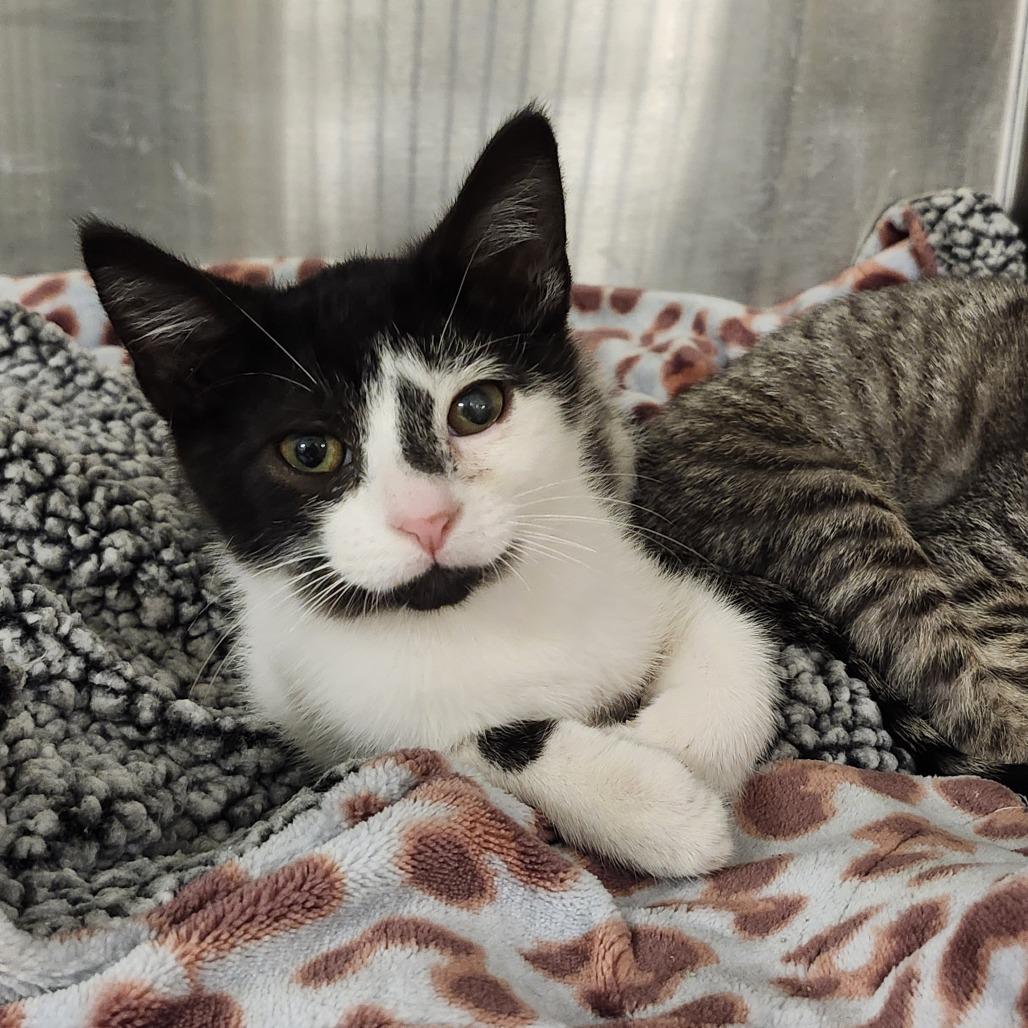 Enlarge Tuk Tuk, a Adoptable Domestic Short Hair in Middletown, OH image 1/3