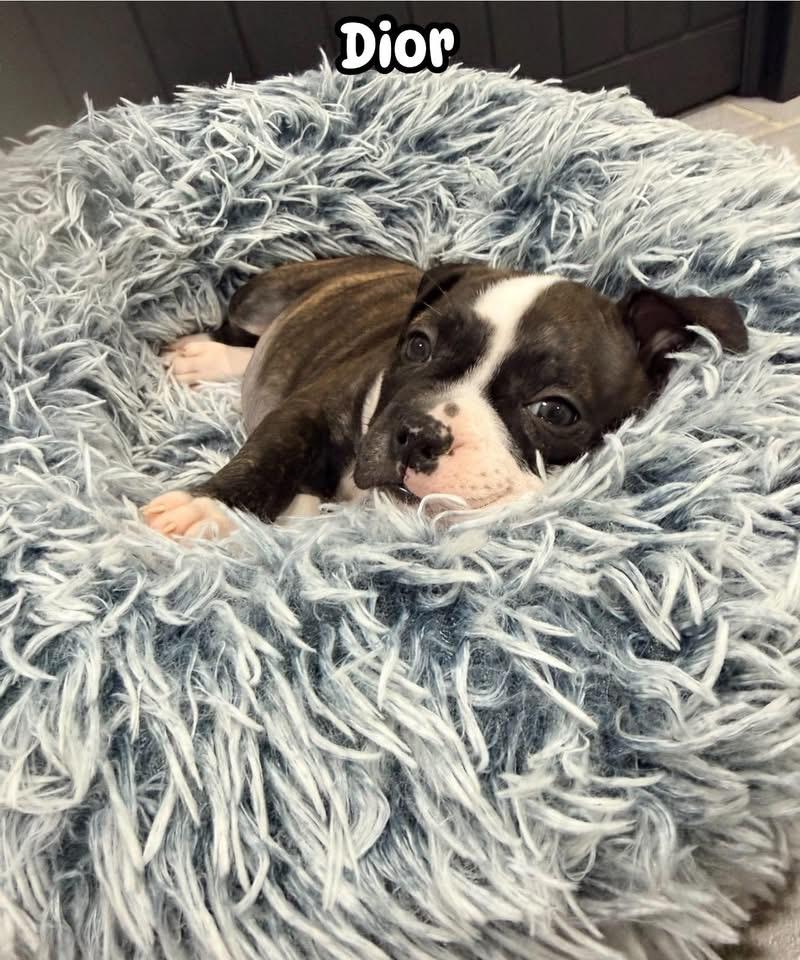 Enlarge Dior, a Adoptable mixed breed in Copiague, NY image 3/4