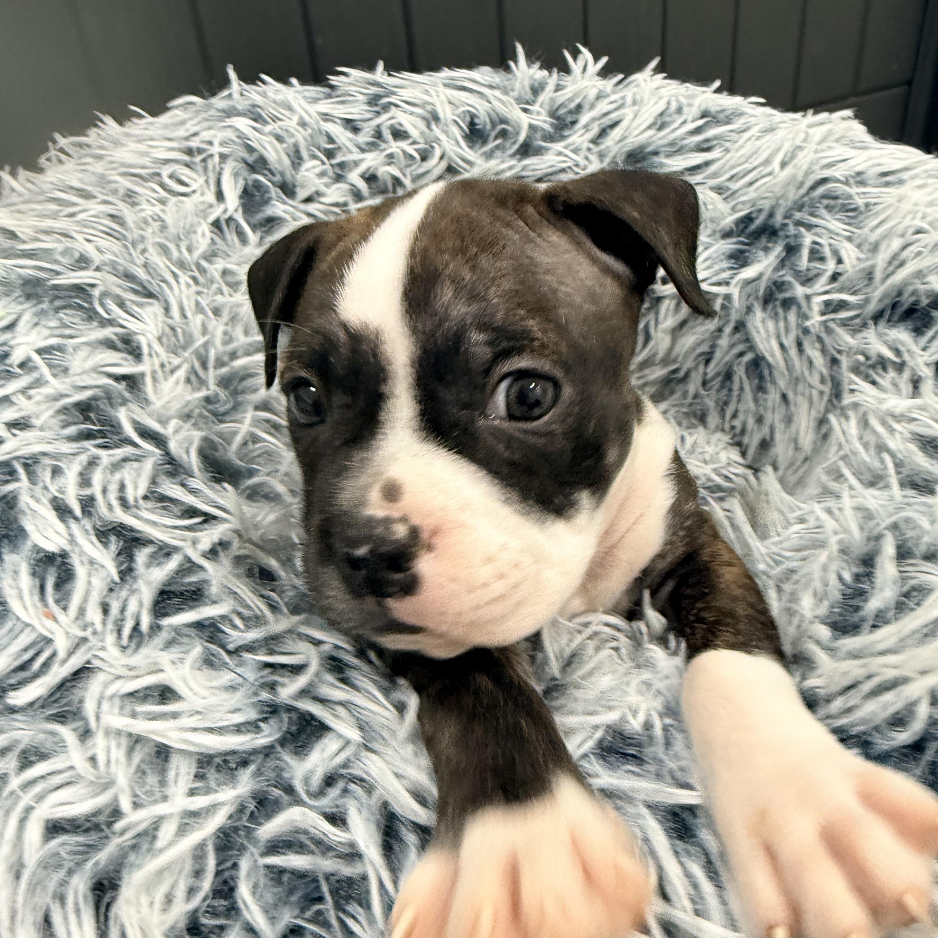 Enlarge Dior, a Adoptable mixed breed in Copiague, NY image 4/4