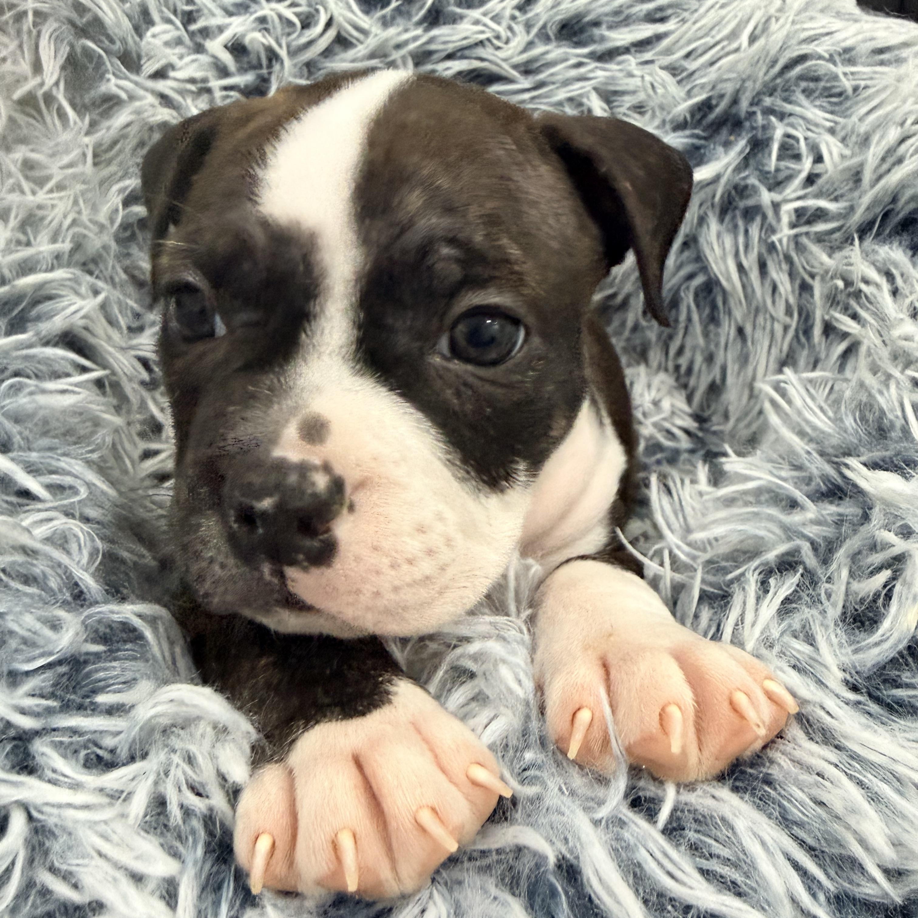 Enlarge Dior, a Adoptable mixed breed in Copiague, NY image 1/4