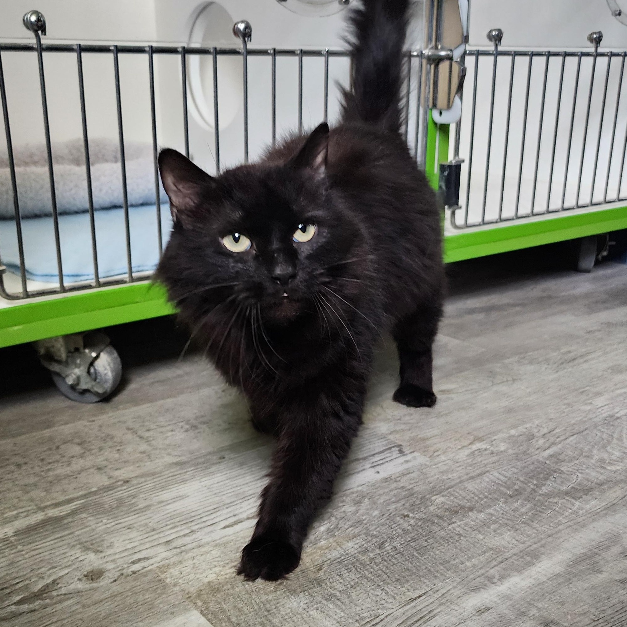 Enlarge Ladybug, a ADOPTABLE Domestic Medium Hair in Ely, MN image 1/1