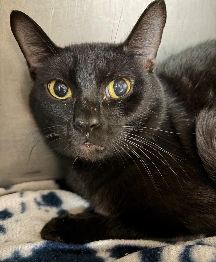 Obsidian, Adoptable, Young Male Domestic Short Hair.