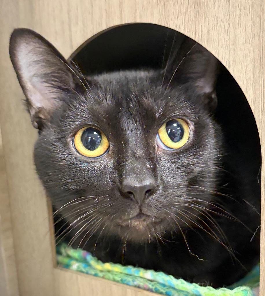 Obsidian, a Adoptable mixed breed in Huntington, IN image 2/2