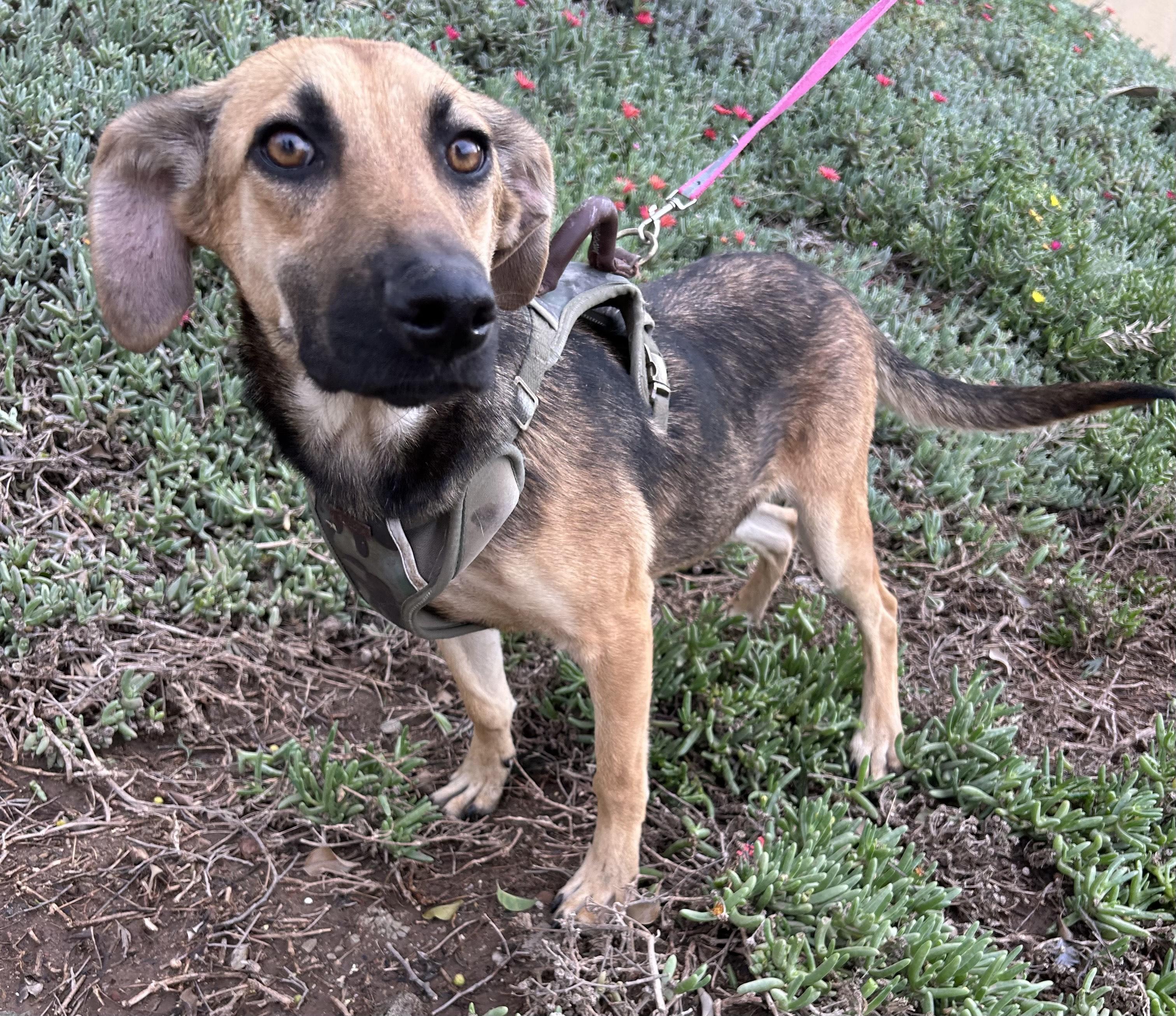 GRECIA, a Adoptable mixed breed in Bell Gardens, CA image 1/6