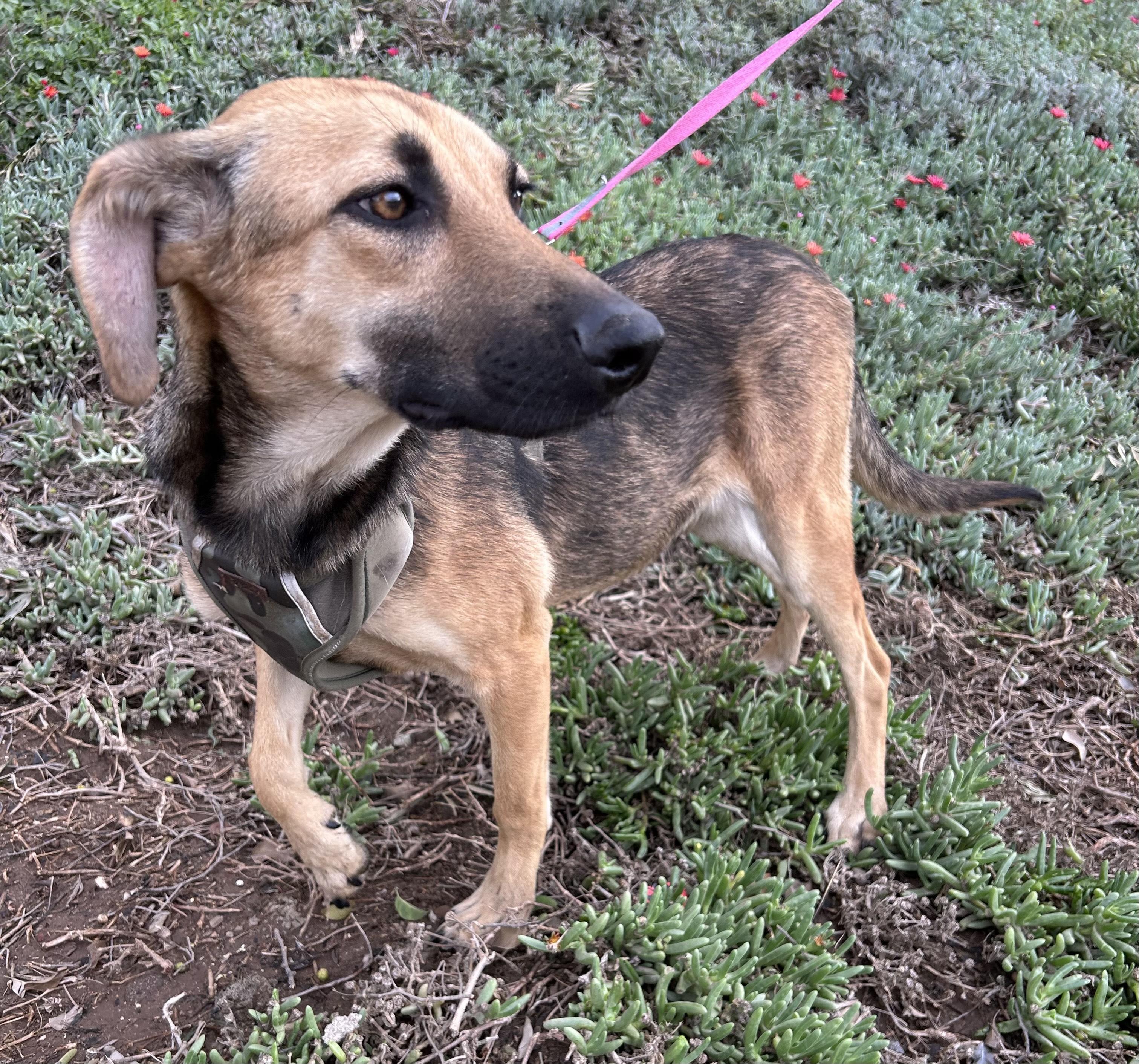 GRECIA, a Adoptable mixed breed in Bell Gardens, CA image 2/6