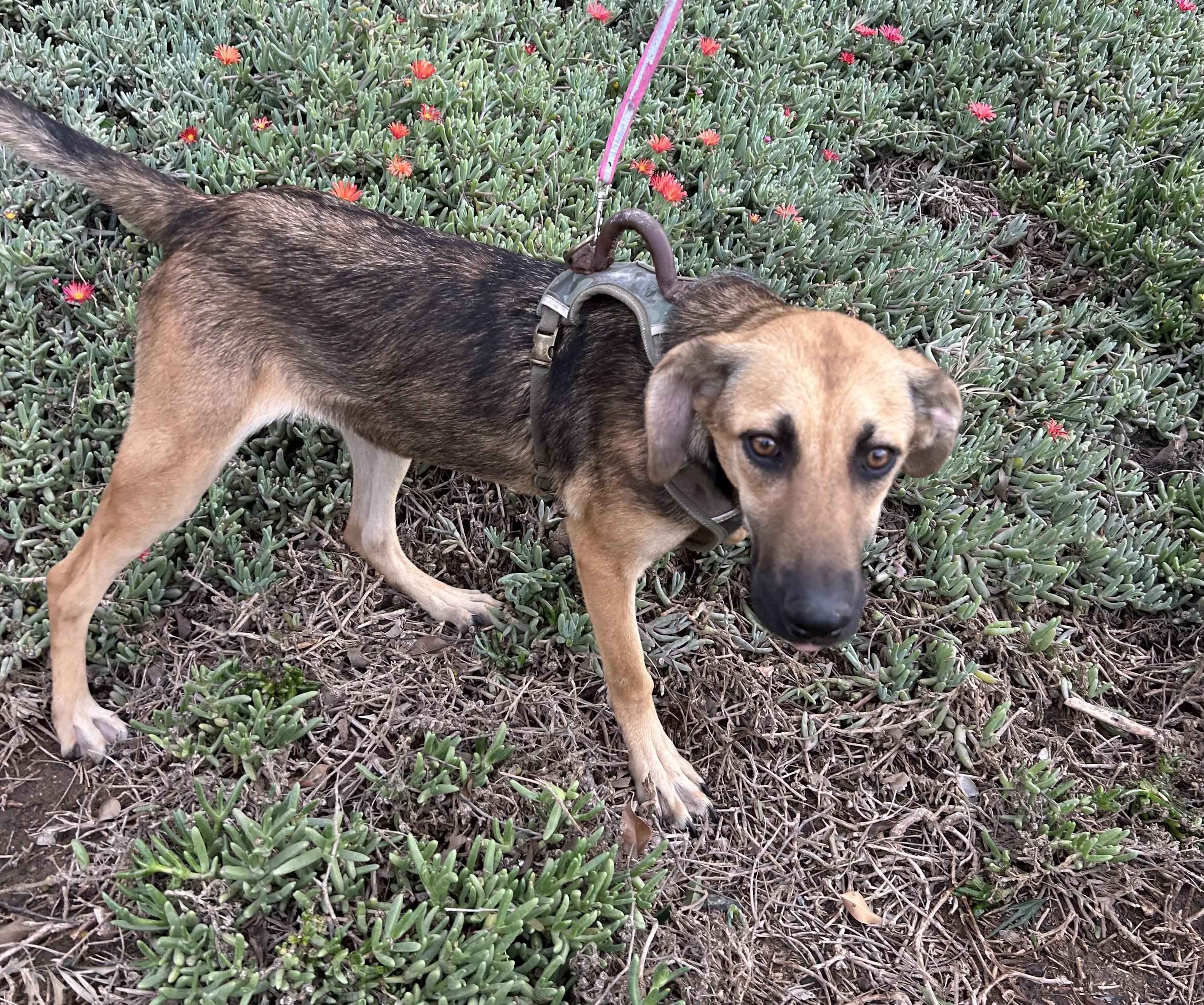 GRECIA, a Adoptable mixed breed in Bell Gardens, CA image 3/6
