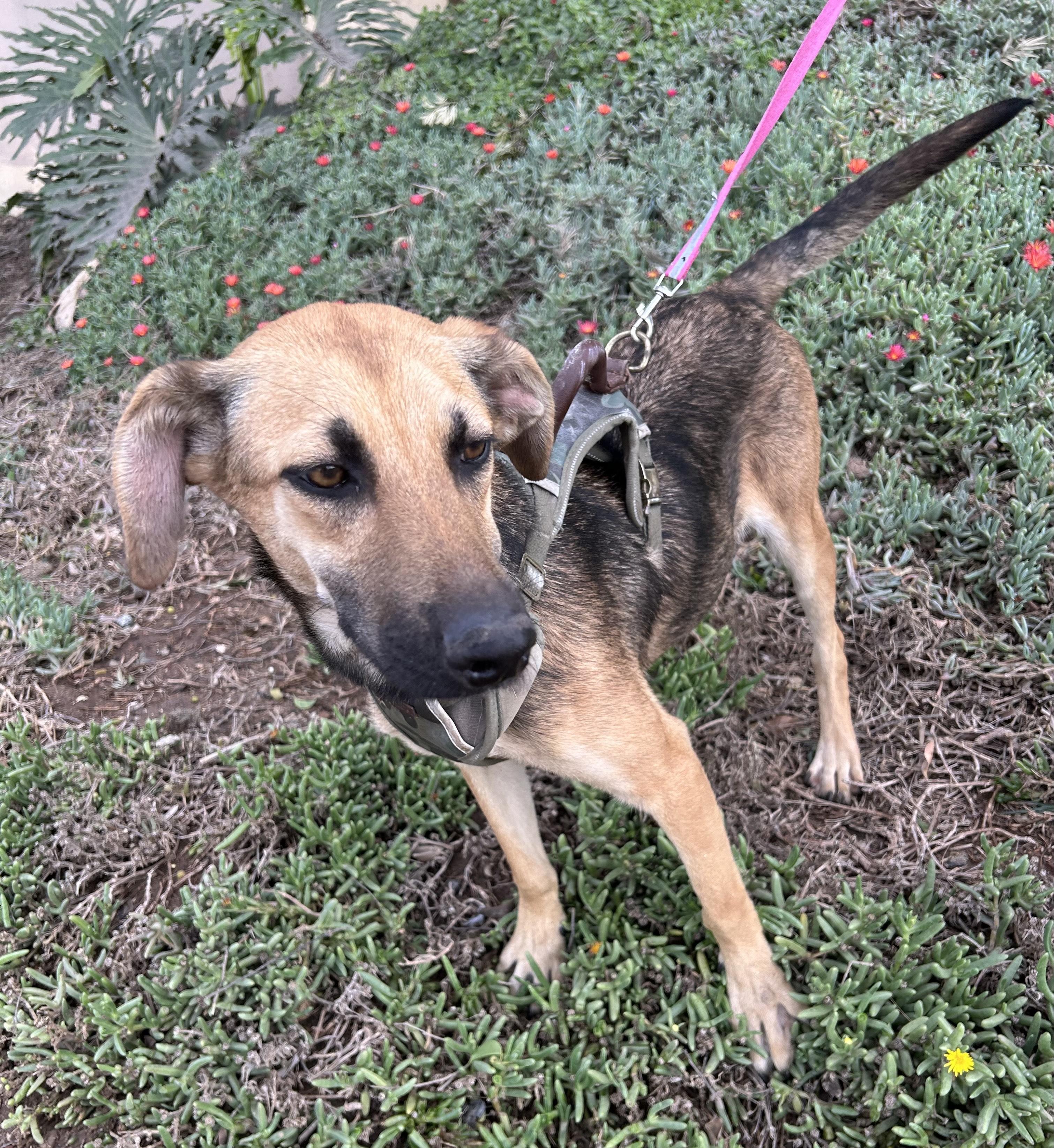 GRECIA, a Adoptable mixed breed in Bell Gardens, CA image 4/6
