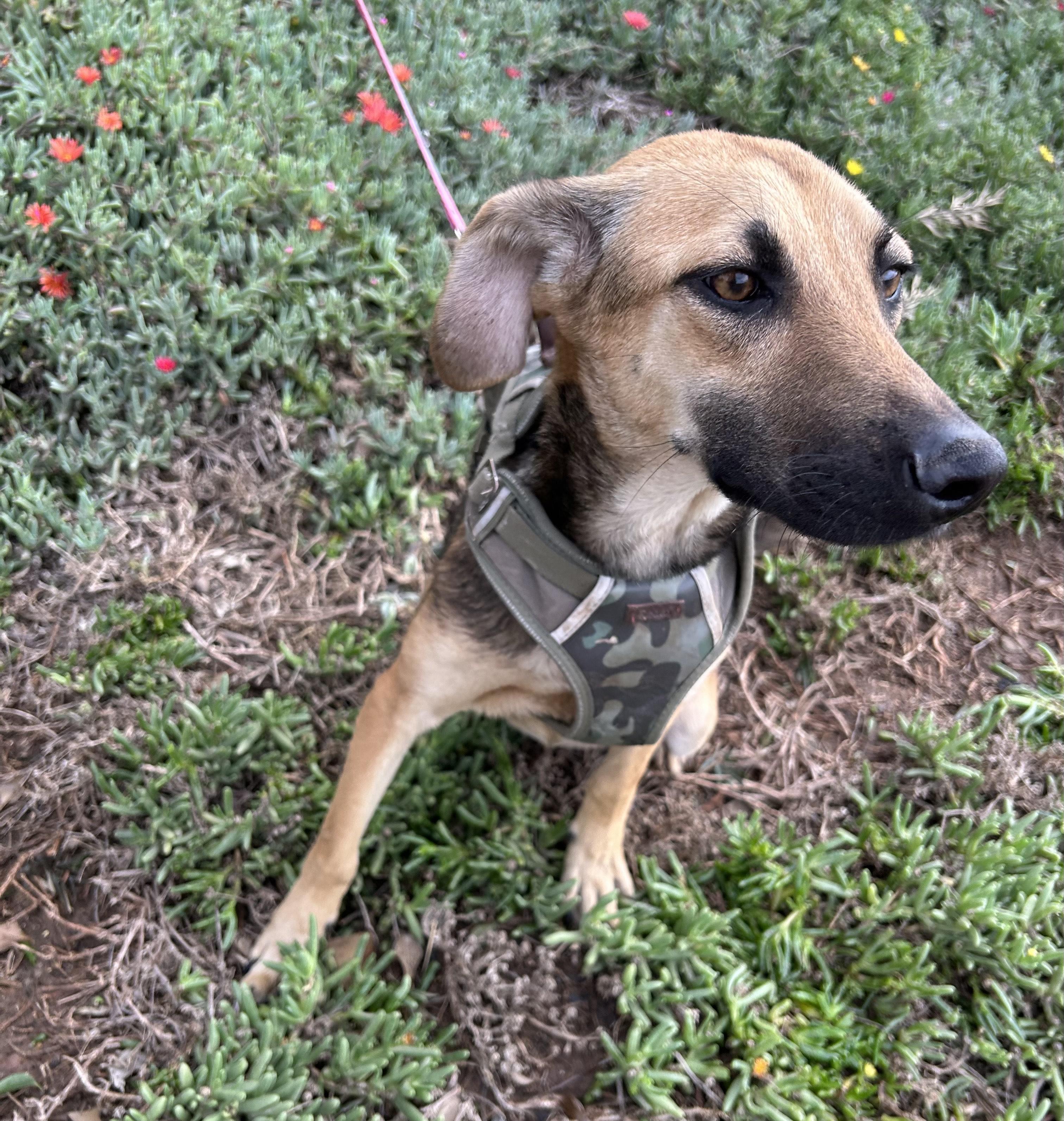 GRECIA, a Adoptable mixed breed in Bell Gardens, CA image 5/6