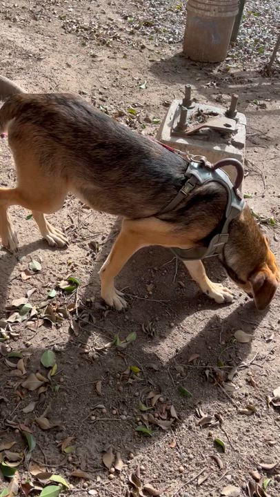 Enlarge GRECIA, a Adoptable mixed breed in Bell Gardens, CA video 6/6