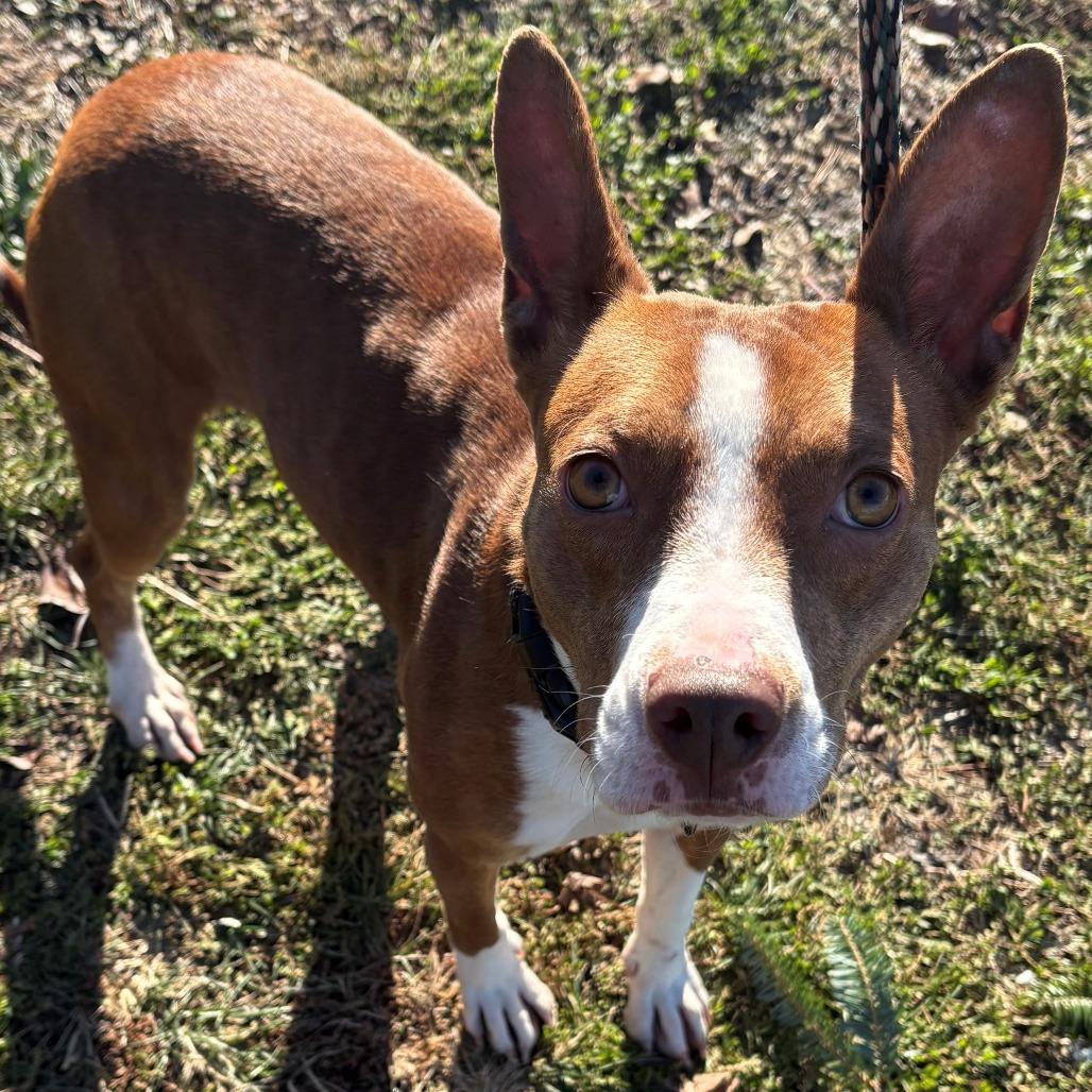 Hart, Adoptable, Adult Female Mixed Breed.