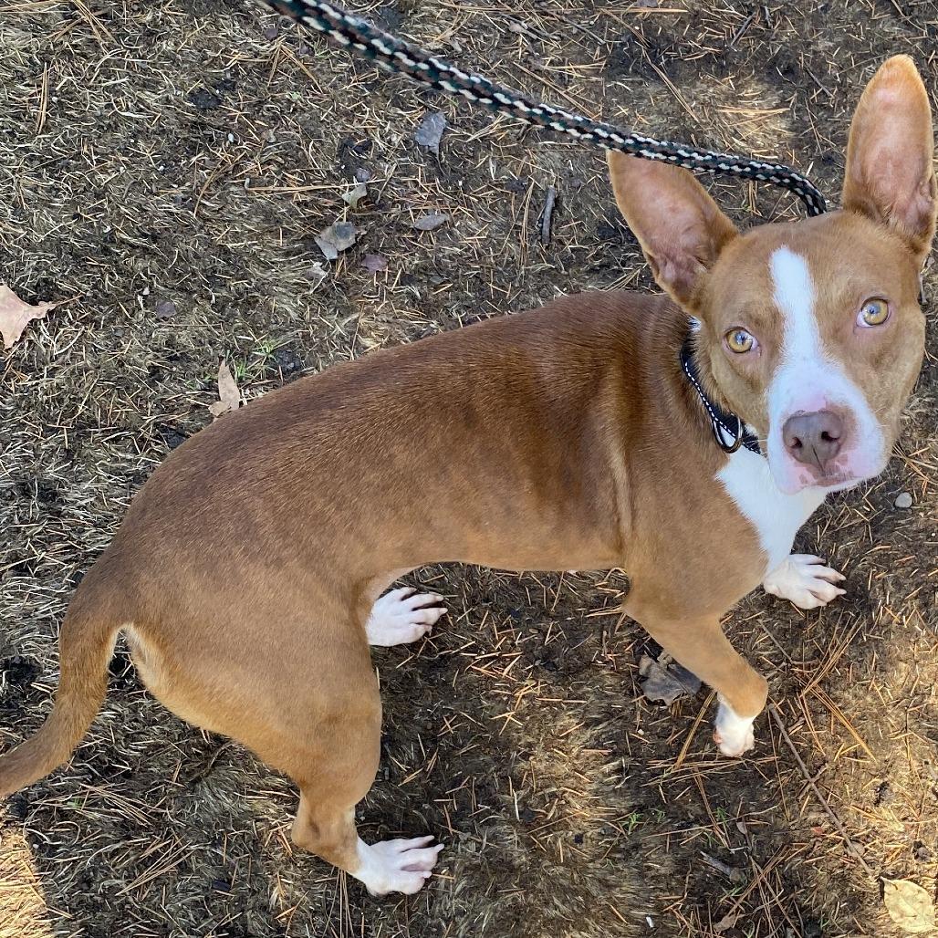 Enlarge Hart, a Adoptable Mixed Breed in East Hanover, NJ image 2/6