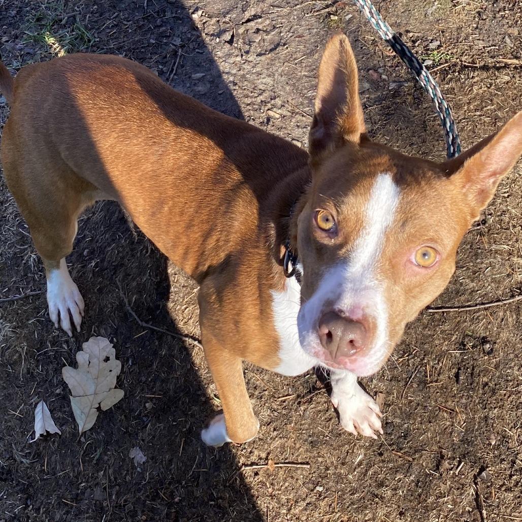 Enlarge Hart, a Adoptable Mixed Breed in East Hanover, NJ image 3/6