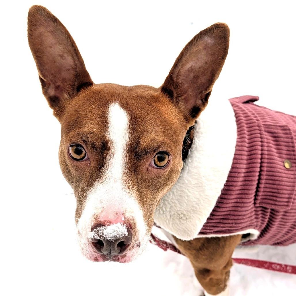 Enlarge Hart, a Adoptable Mixed Breed in East Hanover, NJ image 4/6