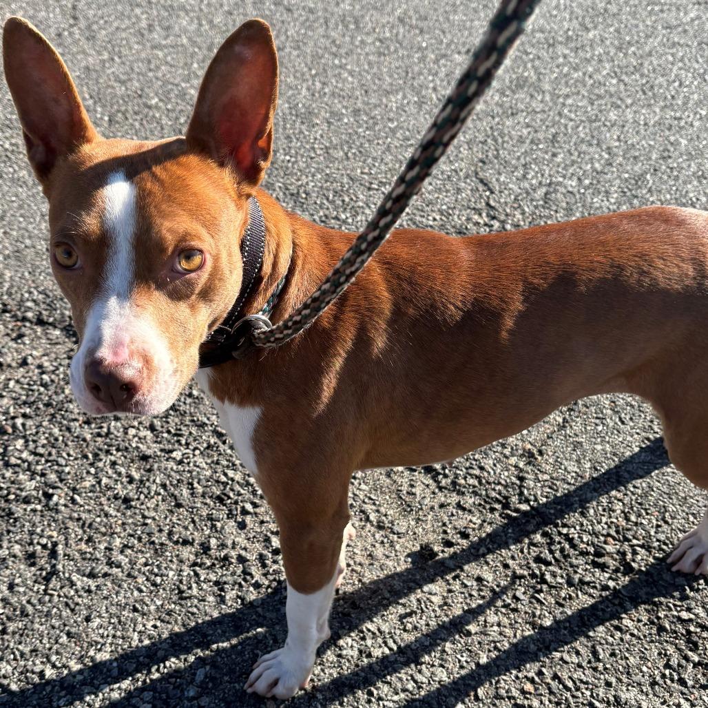 Enlarge Hart, a Adoptable Mixed Breed in East Hanover, NJ image 5/6