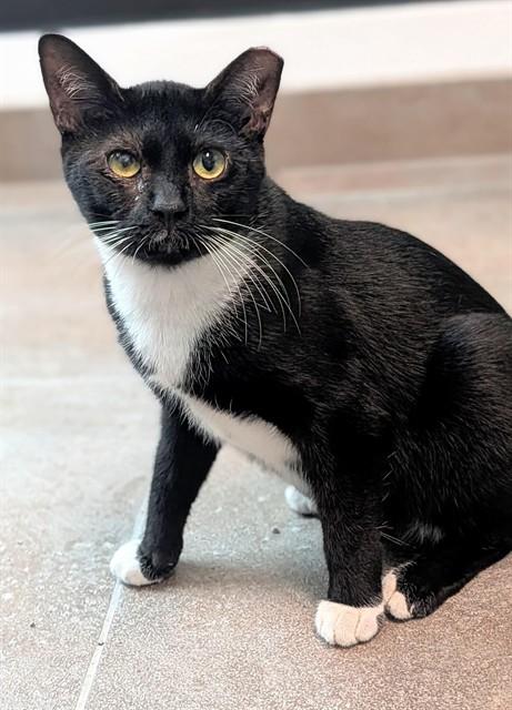 YOGURT, Adoptable, Young Female Domestic Short Hair.