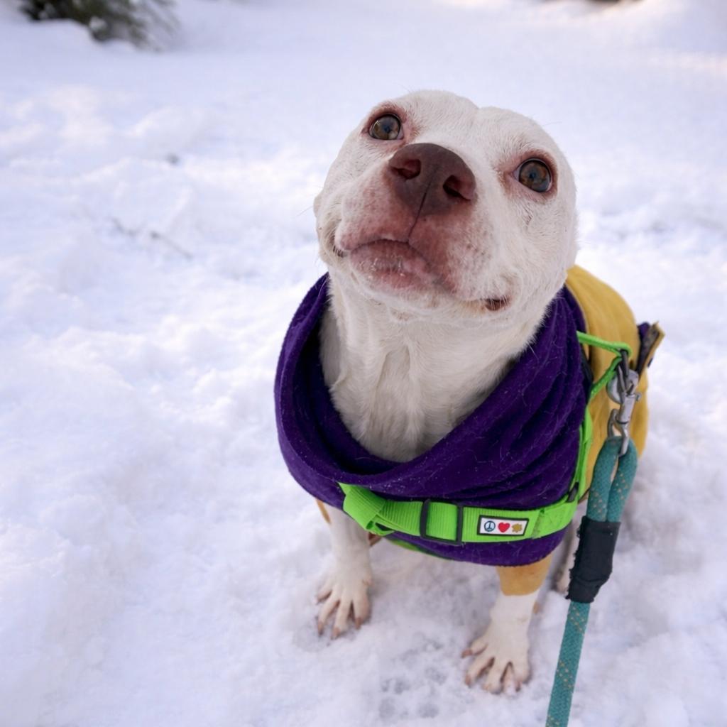 Enlarge Jovie, a Adoptable mixed breed in Northville, MI image 1/4