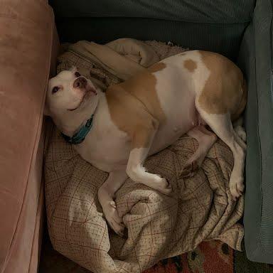 Enlarge Jovie, a Adoptable mixed breed in Northville, MI image 2/4