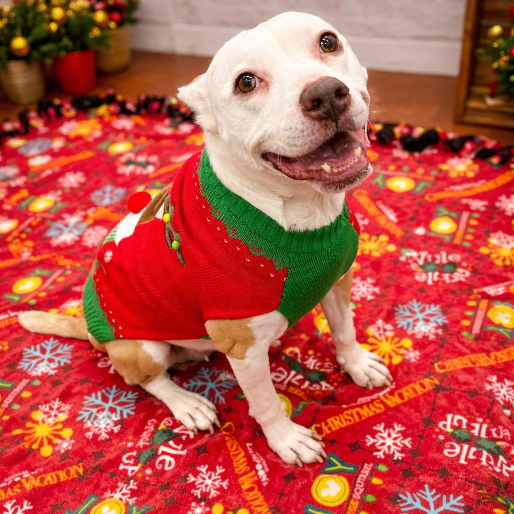 Enlarge Jovie, a Adoptable mixed breed in Northville, MI image 3/4