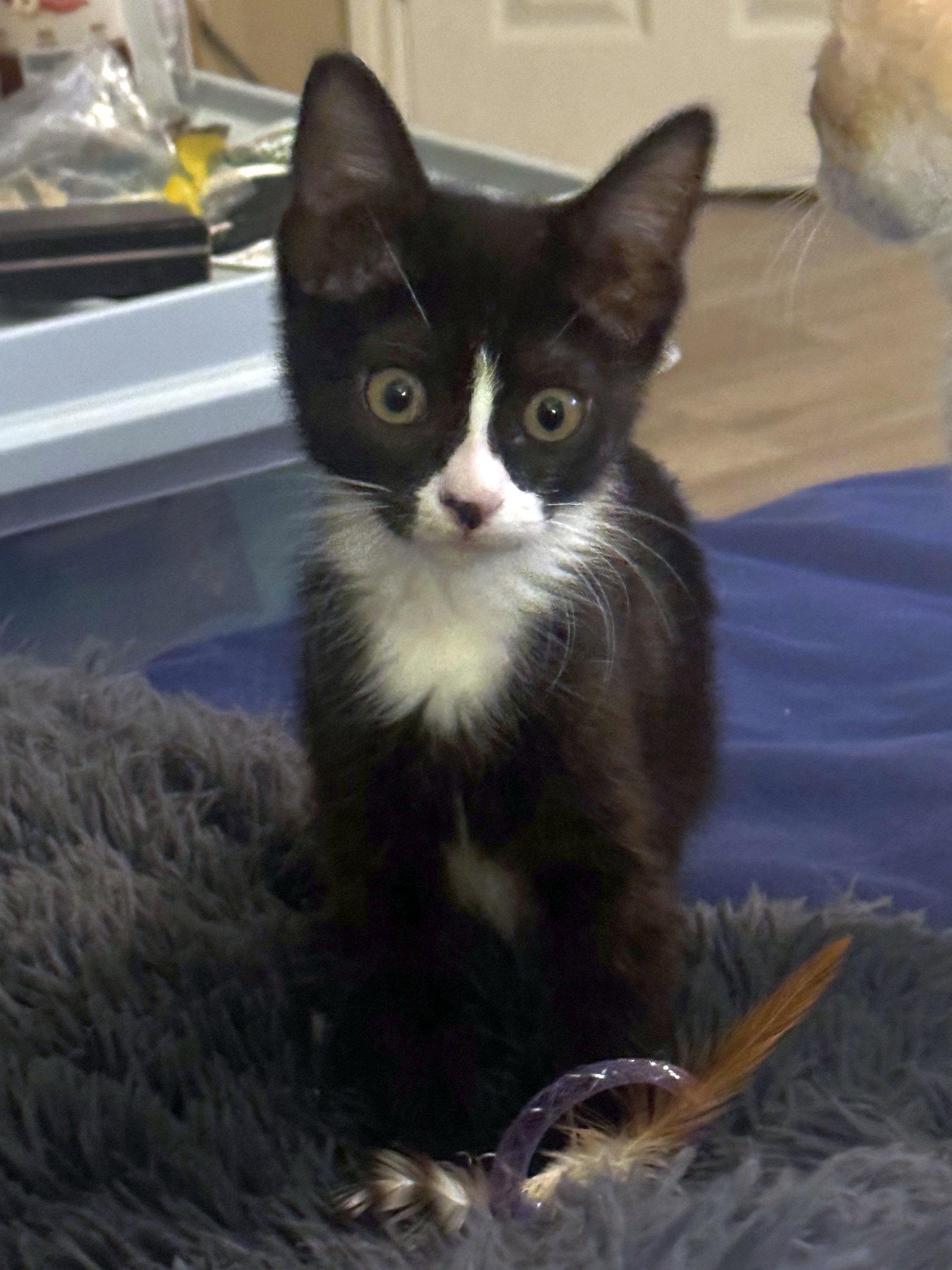 Freckles, Adoptable, Kitten Female Domestic Short Hair.