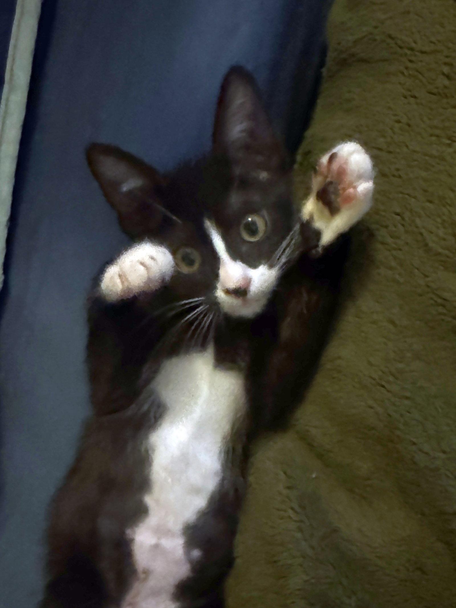 Freckles, a Adoptable Domestic Short Hair in Seal Beach, CA image 2/3