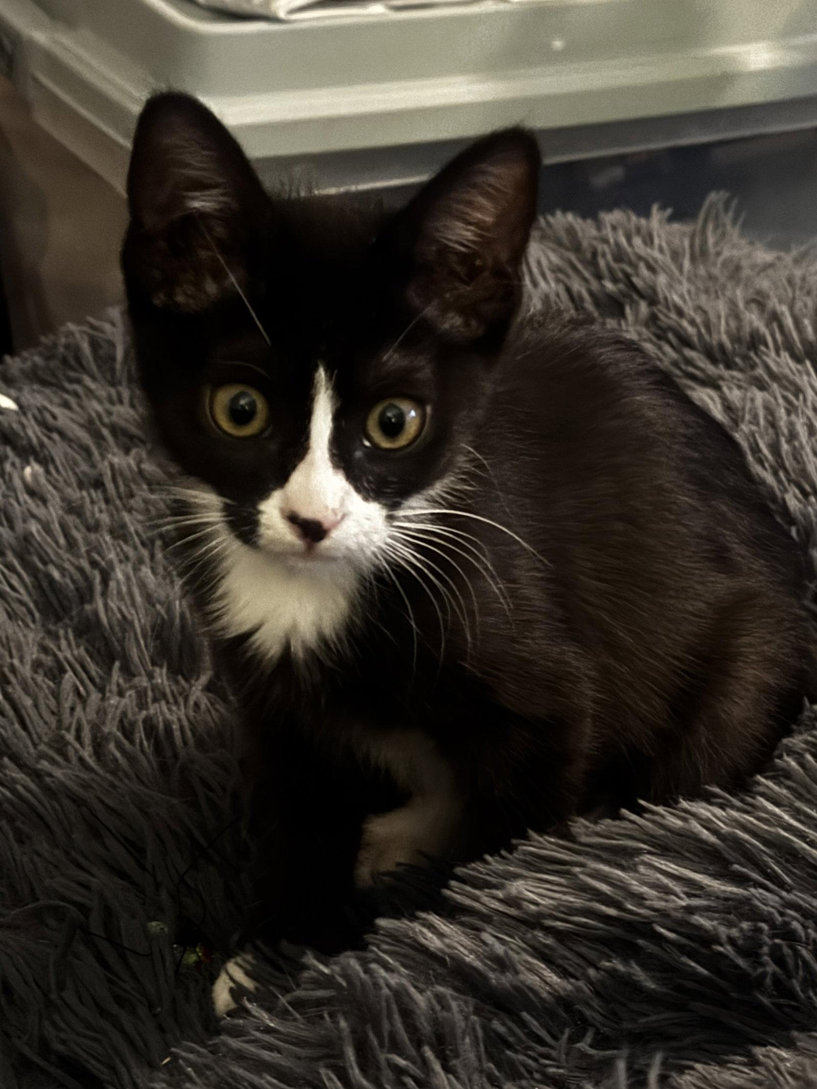 Freckles, a Adoptable Domestic Short Hair in Seal Beach, CA image 3/3