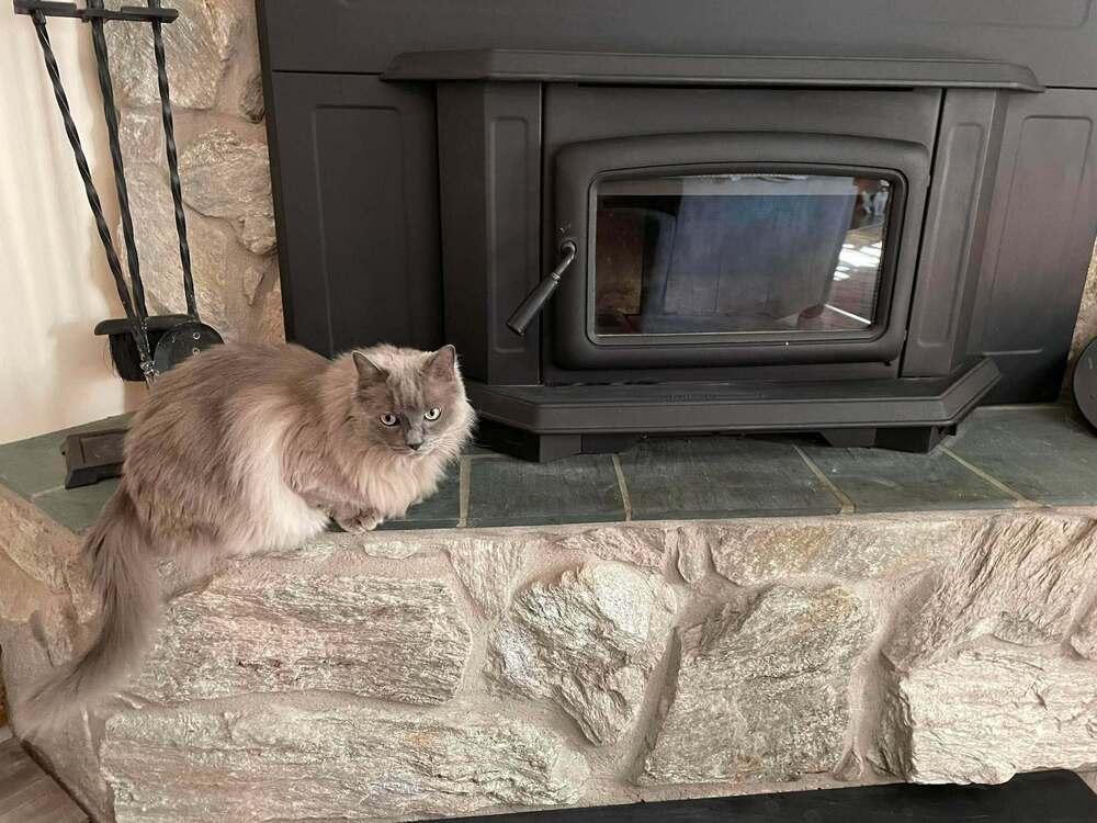Pierre, Adoptable, Adult Male Ragdoll.