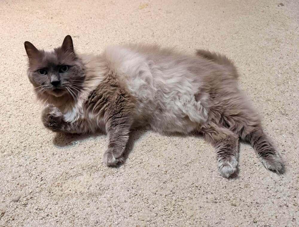 Enlarge Pierre, a Adoptable Ragdoll in Lincoln, NE image 2/6
