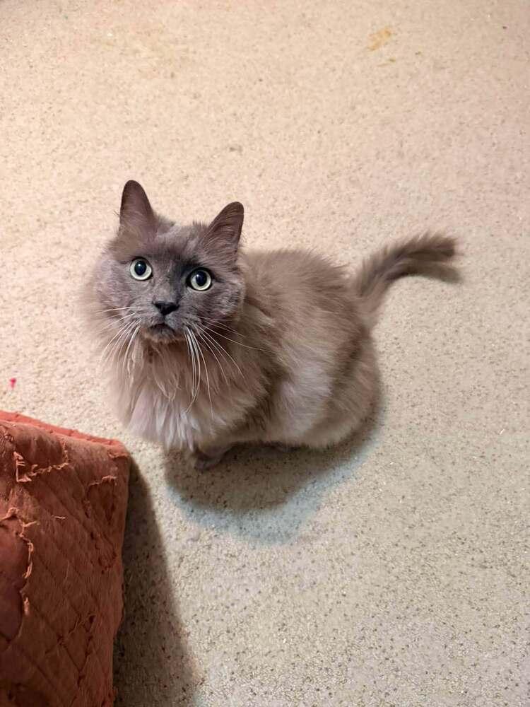 Enlarge Pierre, a Adoptable Ragdoll in Lincoln, NE image 3/6