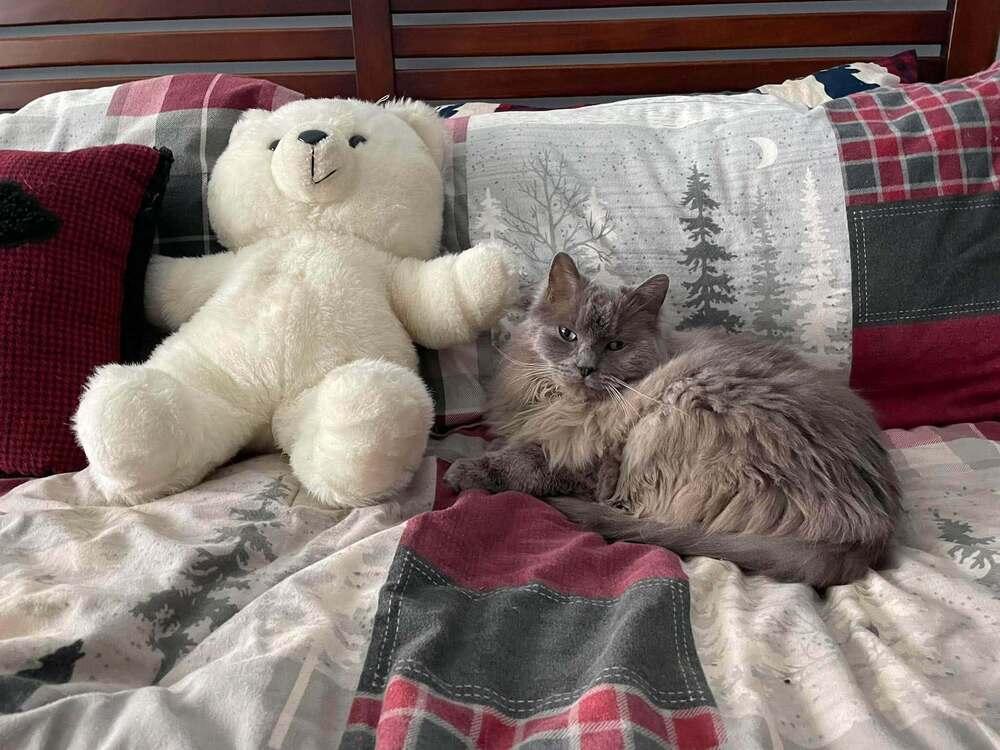 Enlarge Pierre, a Adoptable Ragdoll in Lincoln, NE image 4/6