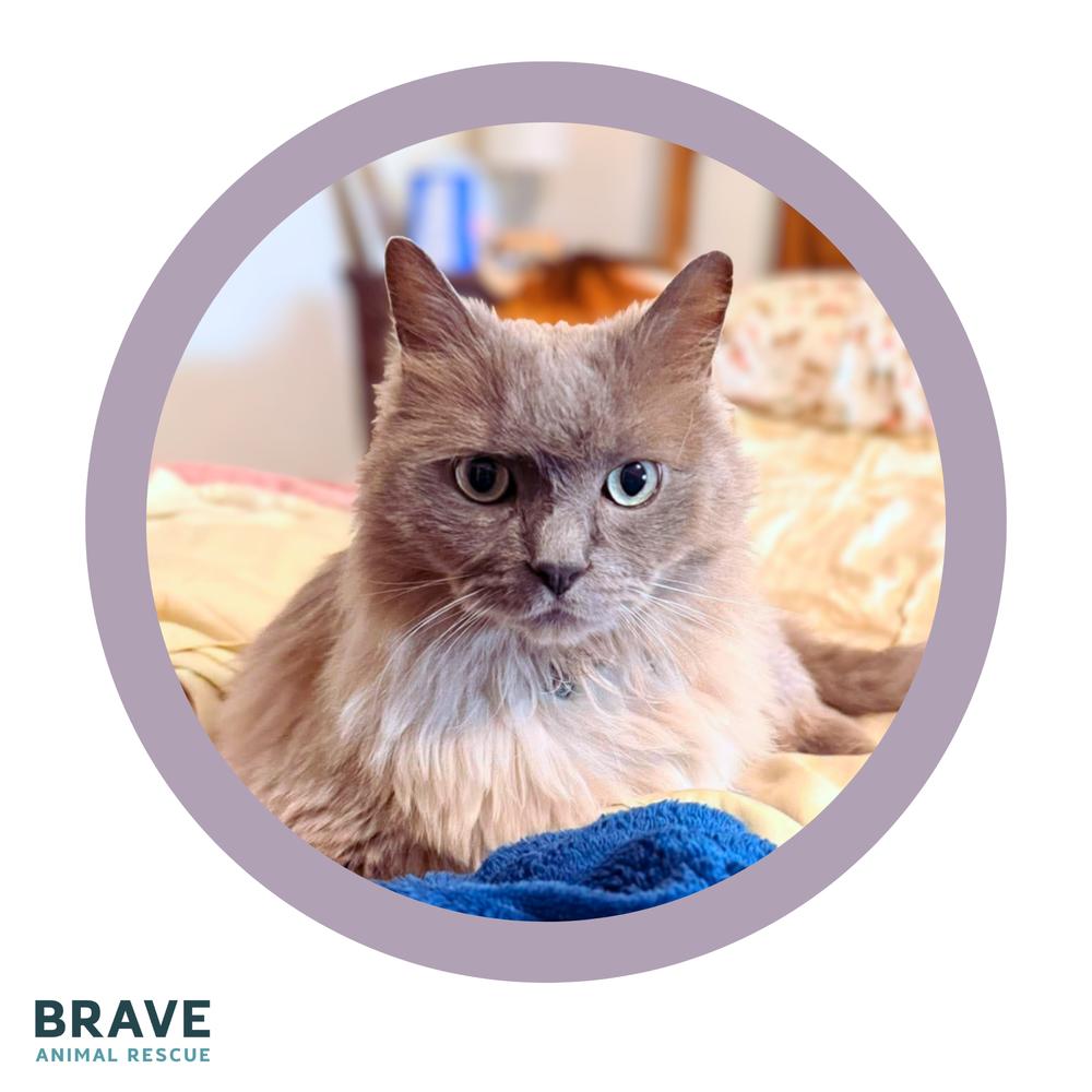 Enlarge Pierre, a Adoptable Ragdoll in Lincoln, NE image 5/6