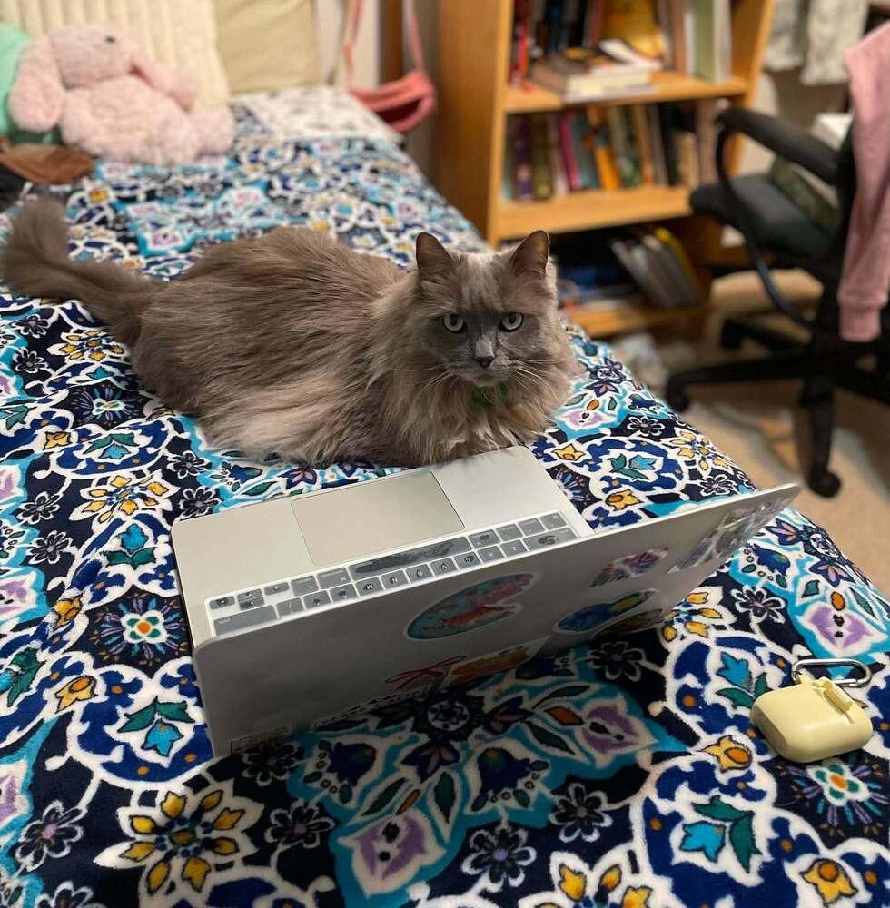 Enlarge Pierre, a Adoptable Ragdoll in Lincoln, NE image 6/6