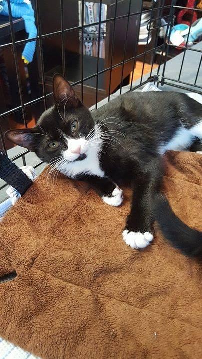 Enlarge Dory, a Adoptable Tuxedo in North Haledon, NJ image 1/3