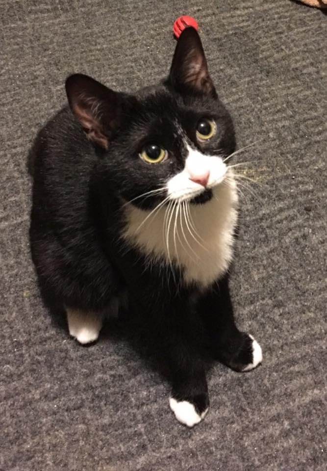 Enlarge Dory, a Adoptable Tuxedo in North Haledon, NJ image 2/3