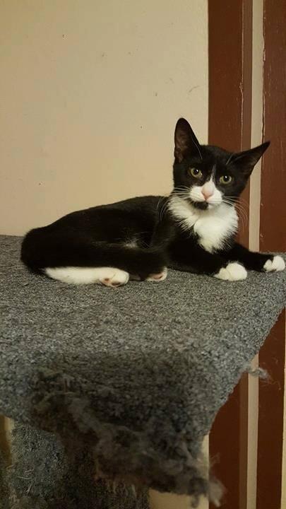 Enlarge Dory, a Adoptable Tuxedo in North Haledon, NJ image 3/3