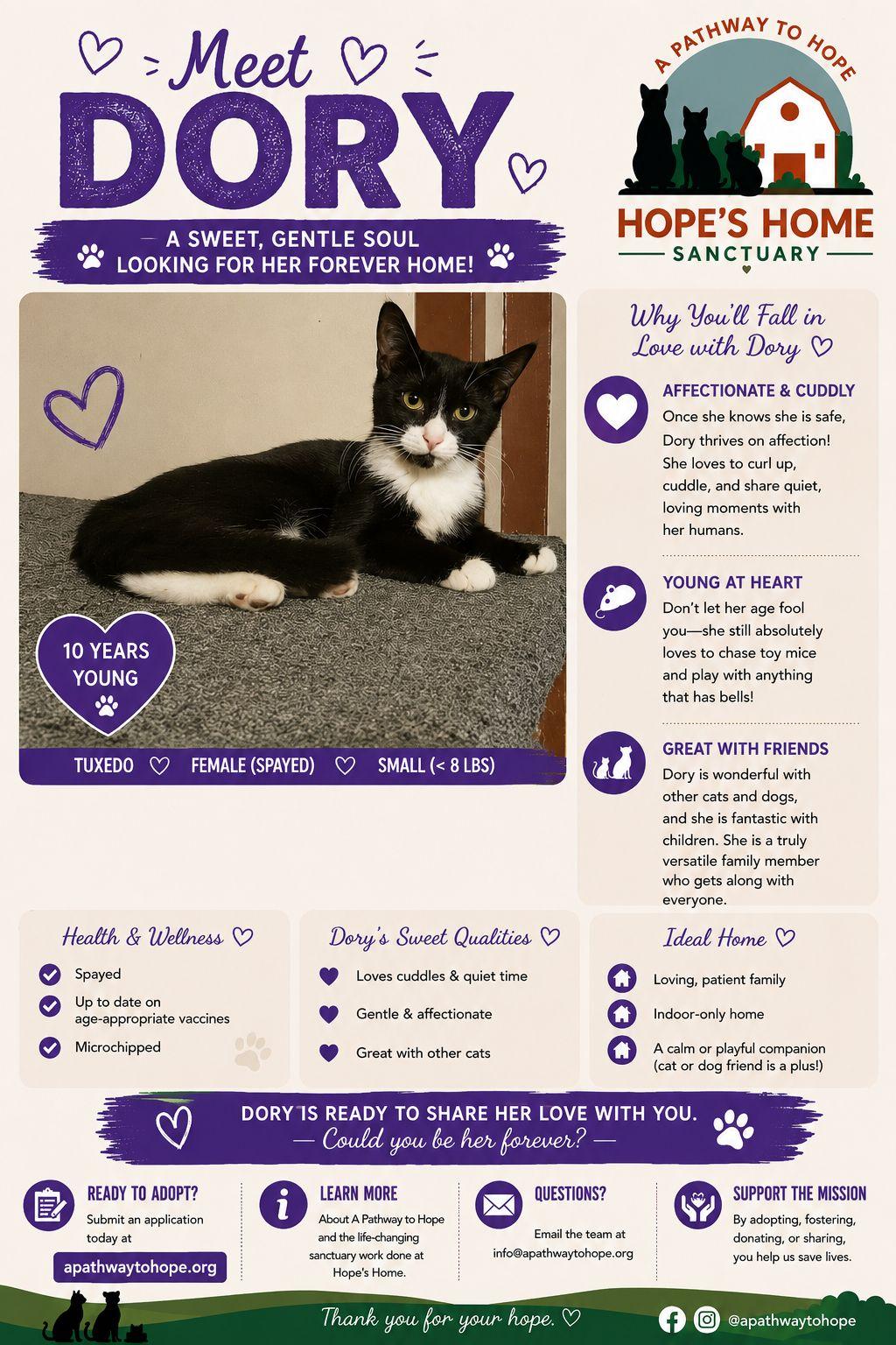 Dory, a Adoptable Tuxedo in North Haledon, NJ image 4/4