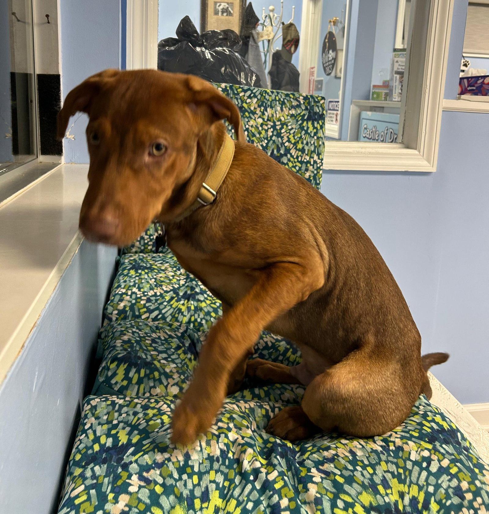 Brad, Adoptable, Puppy Male Labrador Retriever.