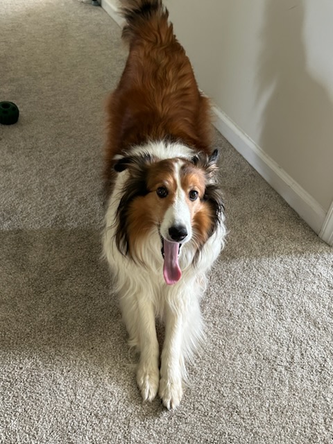 Solly, Adopted, Adult Male Shetland Sheepdog / Sheltie.