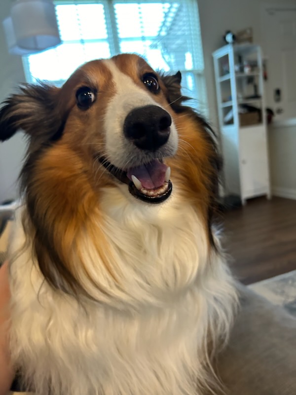 Enlarge Solly, a Adopted Shetland Sheepdog / Sheltie in Hainesport, NJ image 2/5
