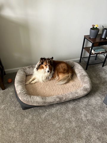 Enlarge Solly, a Adopted Shetland Sheepdog / Sheltie in Hainesport, NJ image 3/5