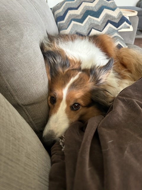 Enlarge Solly, a Adopted Shetland Sheepdog / Sheltie in Hainesport, NJ image 4/5