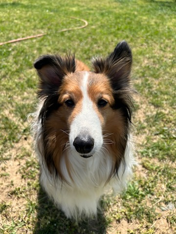 Enlarge Solly, a Adopted Shetland Sheepdog / Sheltie in Hainesport, NJ image 5/5