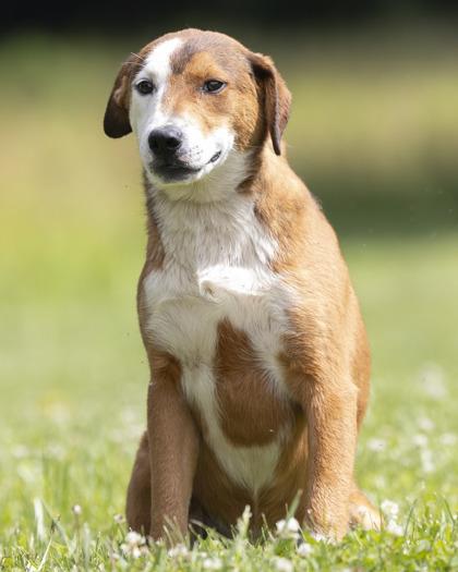 Enlarge Zephyr, a ADOPTABLE mixed breed in Bedford, IN image 3/3