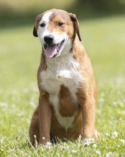 Zephyr, ADOPTABLE, Young Male Mixed Breed.