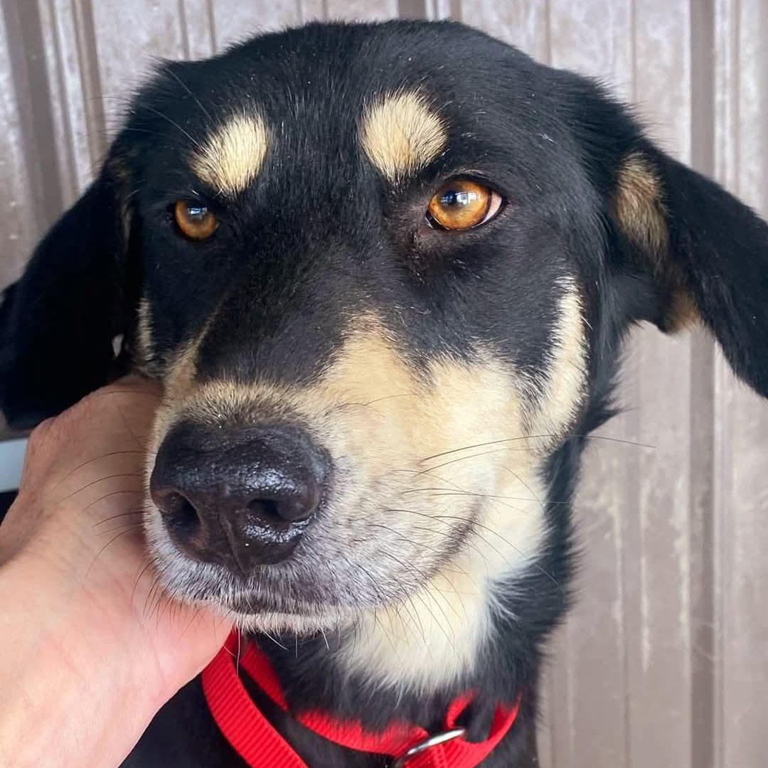 Gina, Adult Female Shepherd