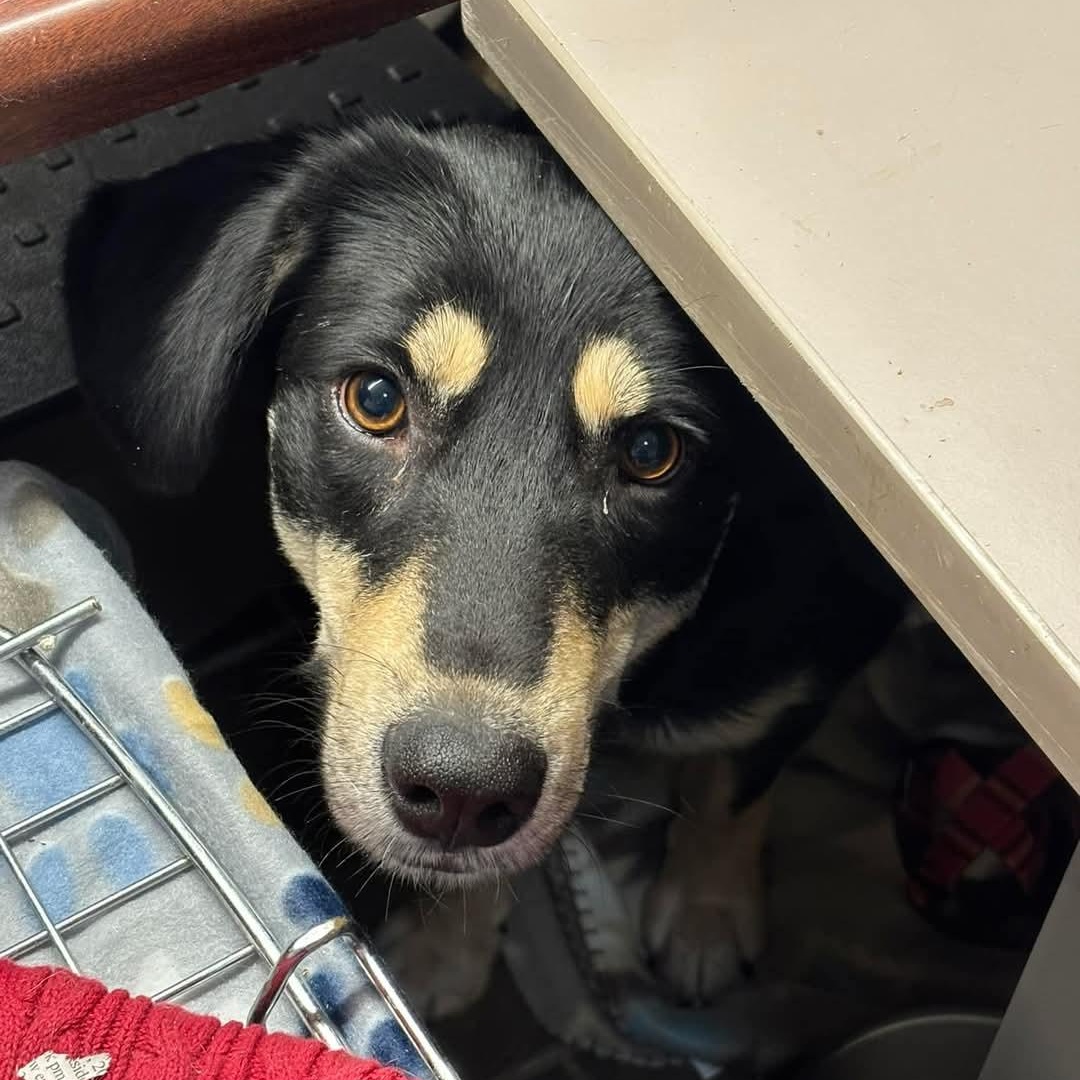 Enlarge Gina, a Adoptable mixed breed in Salamanca, NY image 2/2