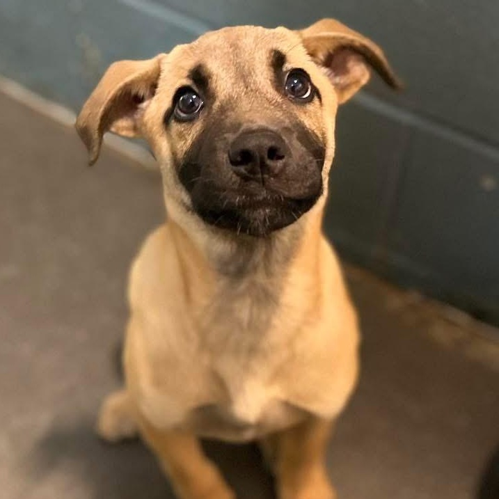 Darwin, ADOPTABLE, Puppy Male German Shepherd Dog.