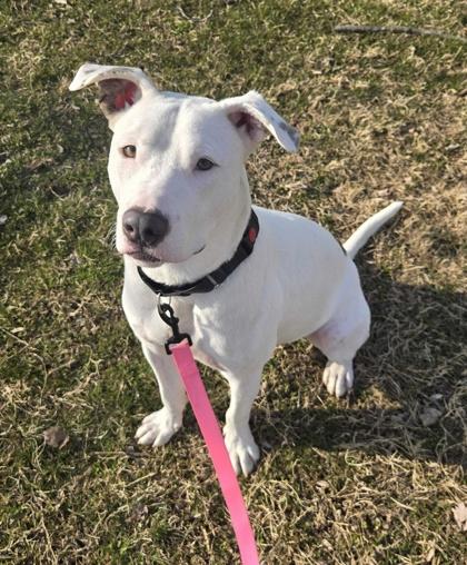 Enlarge Gallaudet, a Adoptable mixed breed in Knoxville, TN image 1/3