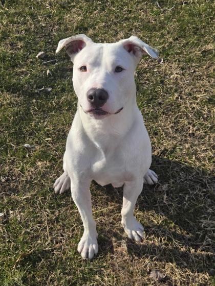 Enlarge Gallaudet, a Adoptable mixed breed in Knoxville, TN image 2/3