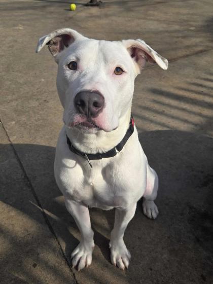 Enlarge Gallaudet, a Adoptable mixed breed in Knoxville, TN image 3/3