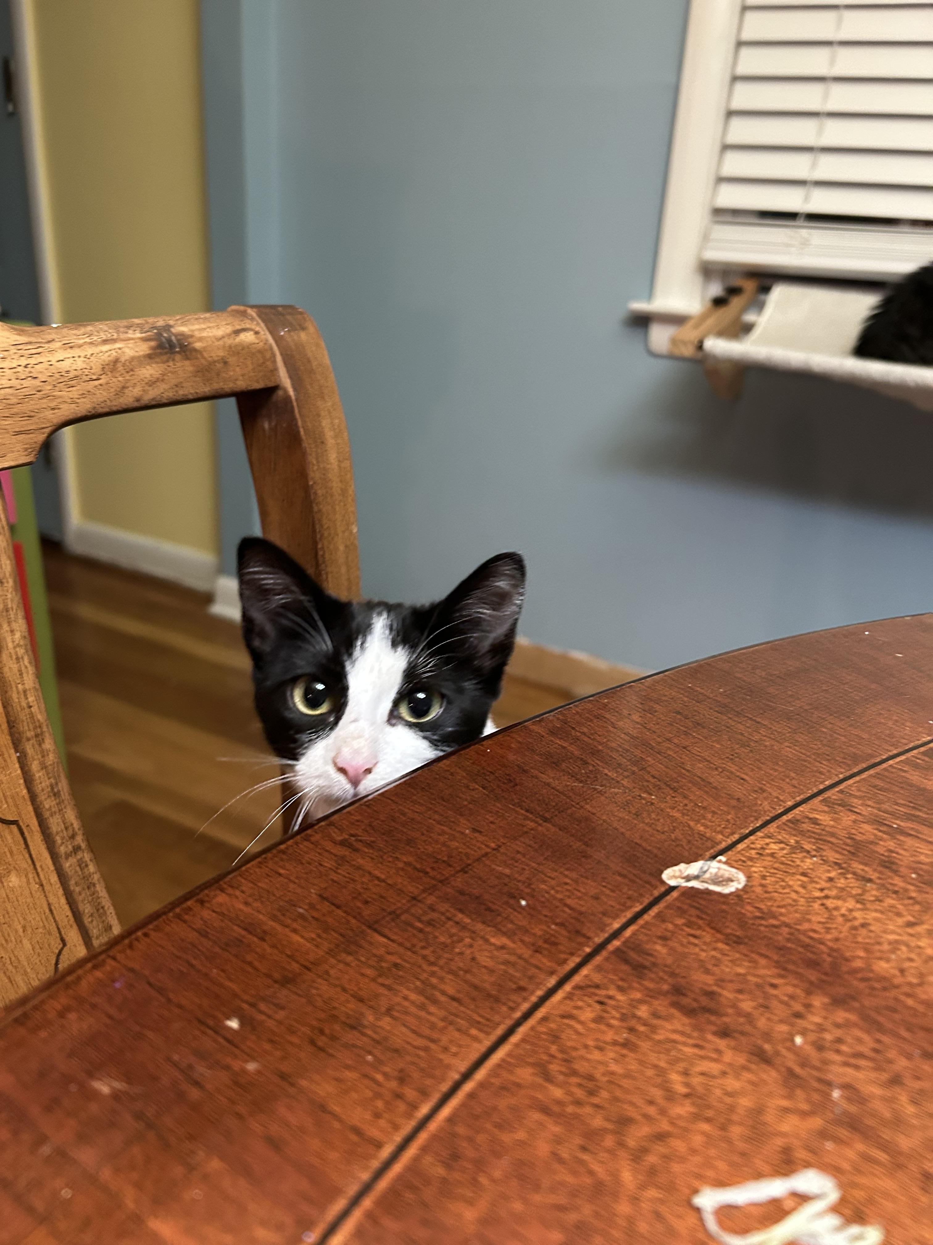 Scarlett- LOVING KITTEN, Adopted, Kitten Female Tuxedo.